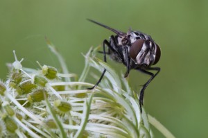 IMG_3984_Fliege