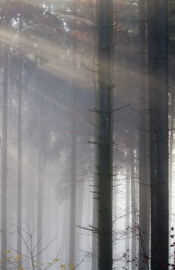 IMG_2572_Wald_Nebel_Sonne_web      