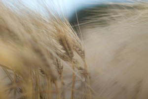 grainfield_2      